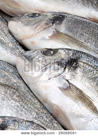 Pesce Dorada