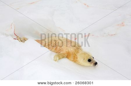 Novorozené harfu seal pup