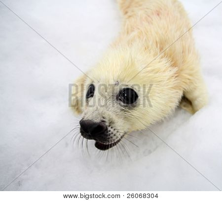 Novorozené harfu seal pup