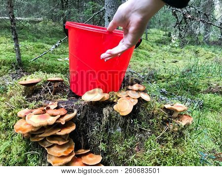 Female Beautiful Hand Takes A Plastic Red Bucket From The Stump With Lots Of Delicious Edible Mushro