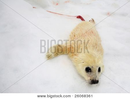 Novorozené harfu seal pup