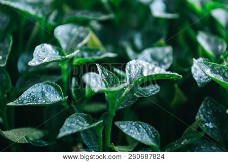Green Leaves On Young Pepper. Green Background.