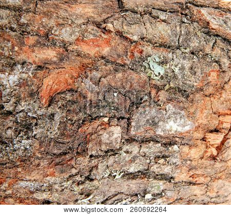 Closeup Of Tree Trunk Color Image Stock Photos