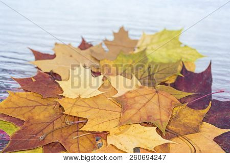 Maple And Oak Leaves On White Background.