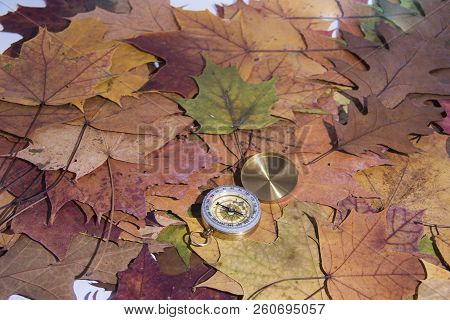 Small Compass On Falling Maple Leaves. Navigation Abstract Photo