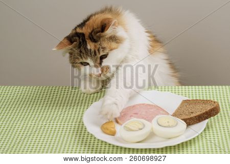 Three-color Domestic Cat Steals Food From A Plate On Table,