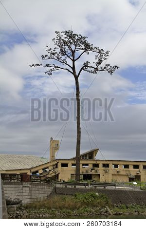 Miracle Pine In Rikuzentakata City, Iwate, Japan