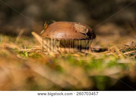 Xerocomus Growing On The Ground
