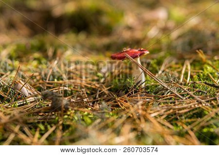 Detail Of Vomiting Russula Growing In The Forest