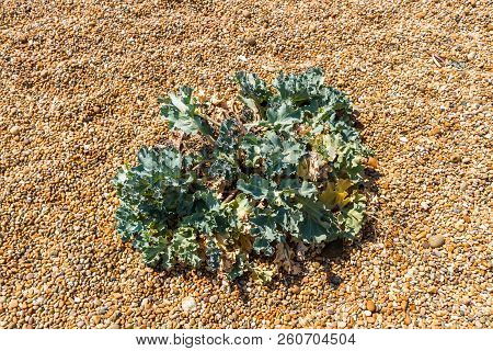 Sea Kale Or Crambe Maritima Growing On A Pebble Beach.