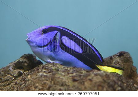 Blue Surgeonfish - Paracanthurus Hepatus - In An Aquarium