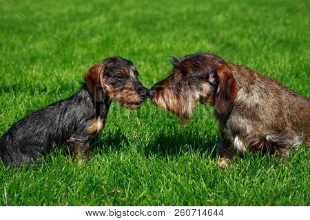 Two Miniature Wire-haired Dachshund Dogs Stand On Green Grass