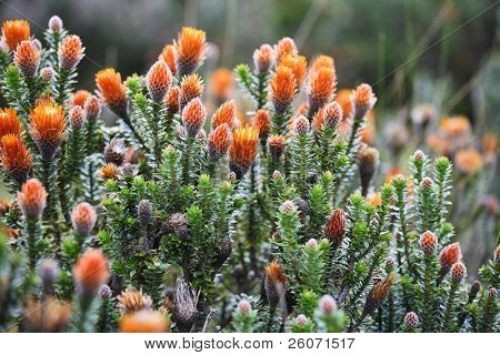 Cespugli con fiori d'arancio, dal Parco Nazionale Cotopaxi in Ecuador