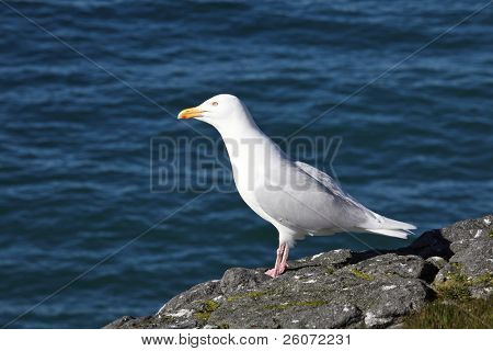 Glaucous Gull (Larus hyperboreus) på baggrund af det blå hav, russiske arktiske, Franz Josef jord