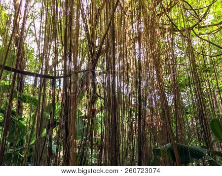 Roots Of The Ficus Benjamina In The Garden