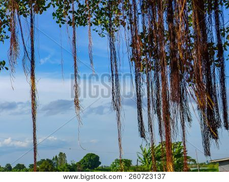 Roots Of The Ficus Benjamina In The Garden