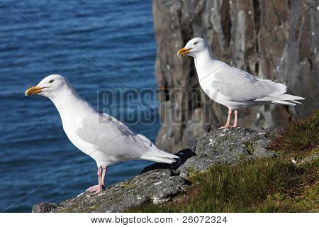 Glaucous Gull (Larus hyperboreus) på baggrund af det blå hav, russiske arktiske, Franz Josef jord