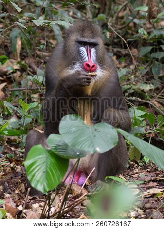 Mandrill Close-up Portrait (mandrillus Sphinx)africa Gabon Forest
