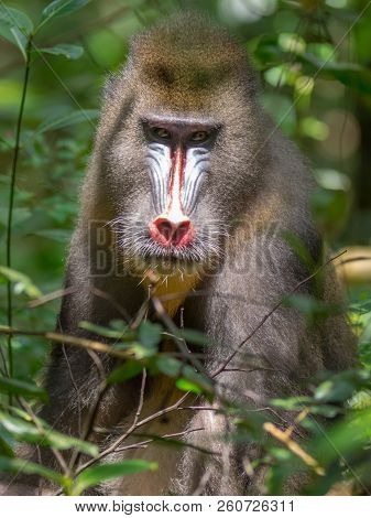Mandrill Close-up Portrait (mandrillus Sphinx)africa Gabon Forest