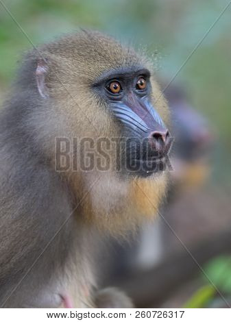 Mandrill Close-up Portrait (mandrillus Sphinx)africa Gabon Forest