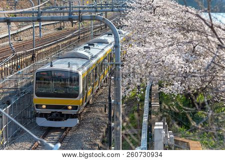 Cherry Blossom Around Sotobori Park, Tokyo, Japan.
Sotobori Park Is Famous Cherry Blossoms Spot That