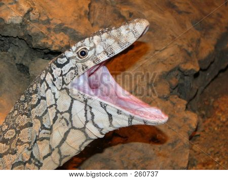 Perentie_lizard4