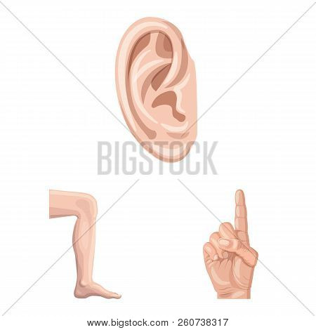 Vector Illustration Of Human And Part Icon. Set Of Human And Woman Stock Symbol For Web.