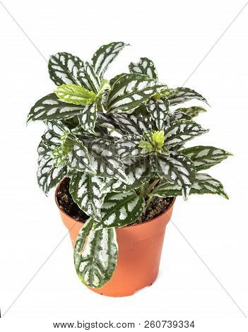 Hypoestes Plant In Front Of White Background