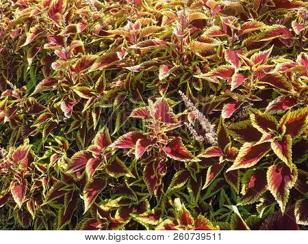 Red Coleus Painted Nettle (solenostemon Scutellaroides) Plant