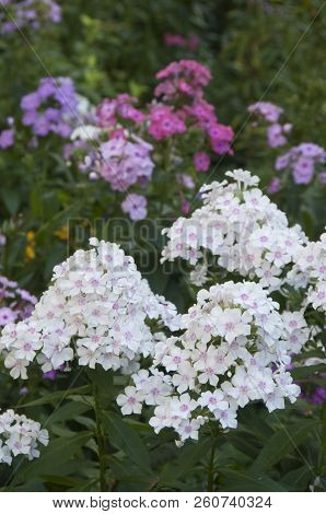 Garden Phlox Flowers Close Up Shot In Summer