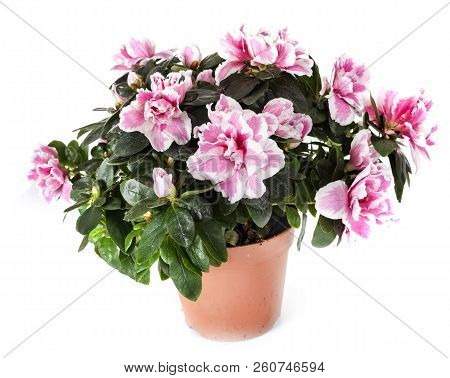 Rhododendron Plant In Front Of White Background