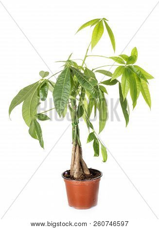 Pachira Plant In Front Of White Background