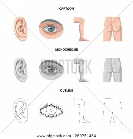 Vector Design Of Human And Part Sign. Set Of Human And Woman Vector Icon For Stock.
