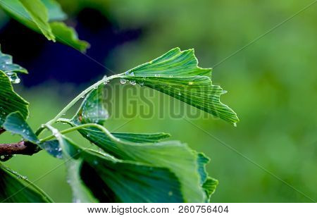 Reflection In Water Droplets On Young Leaves Of Ginkgo Biloba.