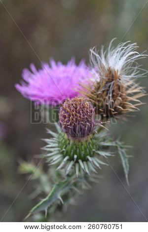 Dying Milk Thistle Close-up In The Forest In The Morning In The Foreground