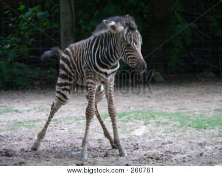 Baby_zebra