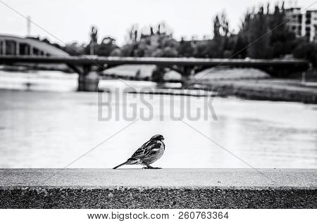 Sparrow In The City. Bird Scene. Black And White Photo.