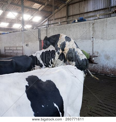 Black Holstein Spotted Cow And Mounting Bull Inside Barn On Dutch Farm In The Netherlands