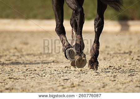 The Horse Runs On The Sandy Road The Detail Of The Hooves