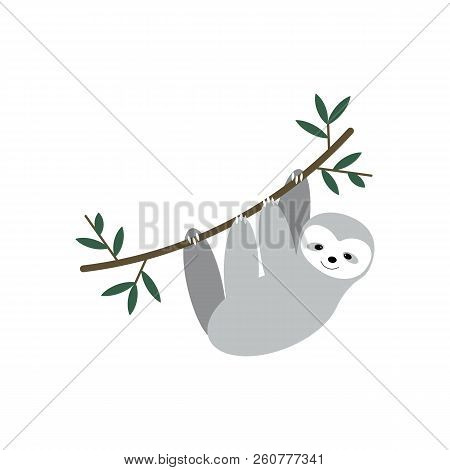 Vector Cute Sloth Hanging On The Tree. Adorable Rainforest Animal Isolated On White Background
