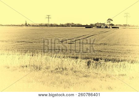 Agriculture On Land Reclaimed From The See In Netherlands. Tidal Marsh And Meadows Formed By Dams In