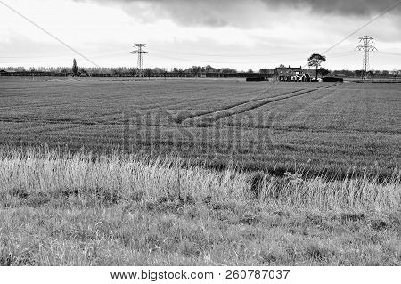 Agriculture On Land Reclaimed From The See In Netherlands. Tidal Marsh And Meadows Formed By Dams In