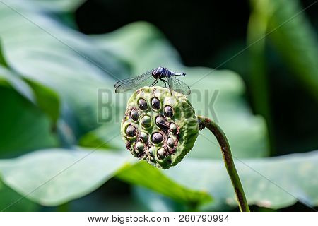 A Japanese Blue Dragonfly Rests On A Lotus Pod In A Shallow Wetland In A Japanese Nature Preserve In