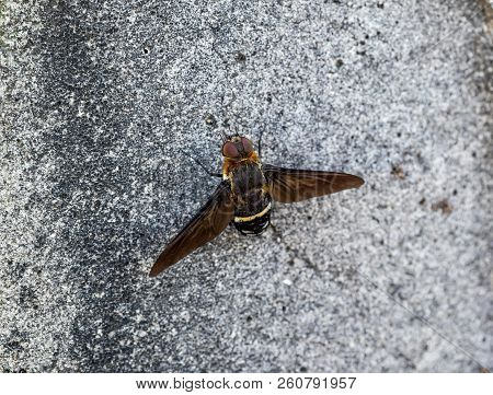 A Beefly Sits On A Wall Along A Road In Central Kanagawa, Japan