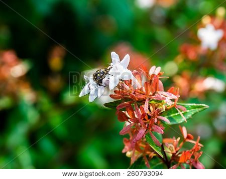 A Small Japanese Chafer Beetle Feeds From Small White Flowers In A Small Park In Central Kanagawa, J