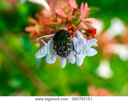 A Small Japanese Chafer Beetle Feeds From Small White Flowers In A Small Park In Central Kanagawa, J