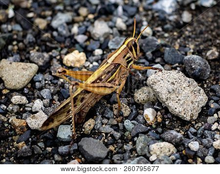 A Large Japanese Grasshopper Sits Amonth The Gravel In A Small Walking Path In Central Kanagawa, Jap