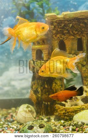 Goldfish In Freshwater Aquarium With Green Beautiful Planted Tropical. Fish In Freshwater Aquarium W