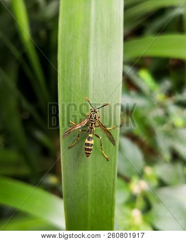 Upper View Of A Yellow Wasp, Winged Hymenopteran Insect, Over A Green Big Leaf With Nature Backgroun