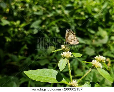Lovely Small White Butterfly With Brown Stripes Over A Wildflower. Common Or Striped Pierrot. Castal